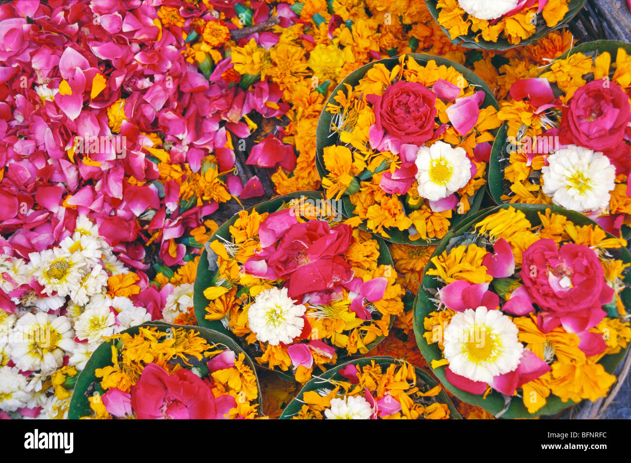 Flowers rose petals for puja temple worship India Stock Photo Alamy
