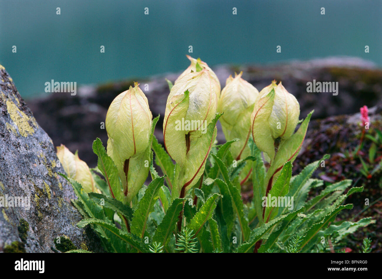 Brahma Kamal lotus flower, Valley of Flowers, Saussurea obvallata, Hemkund, Ghangaria, Govindghat, Joshimath, Chamoli, Uttarakhand, India Stock Photo