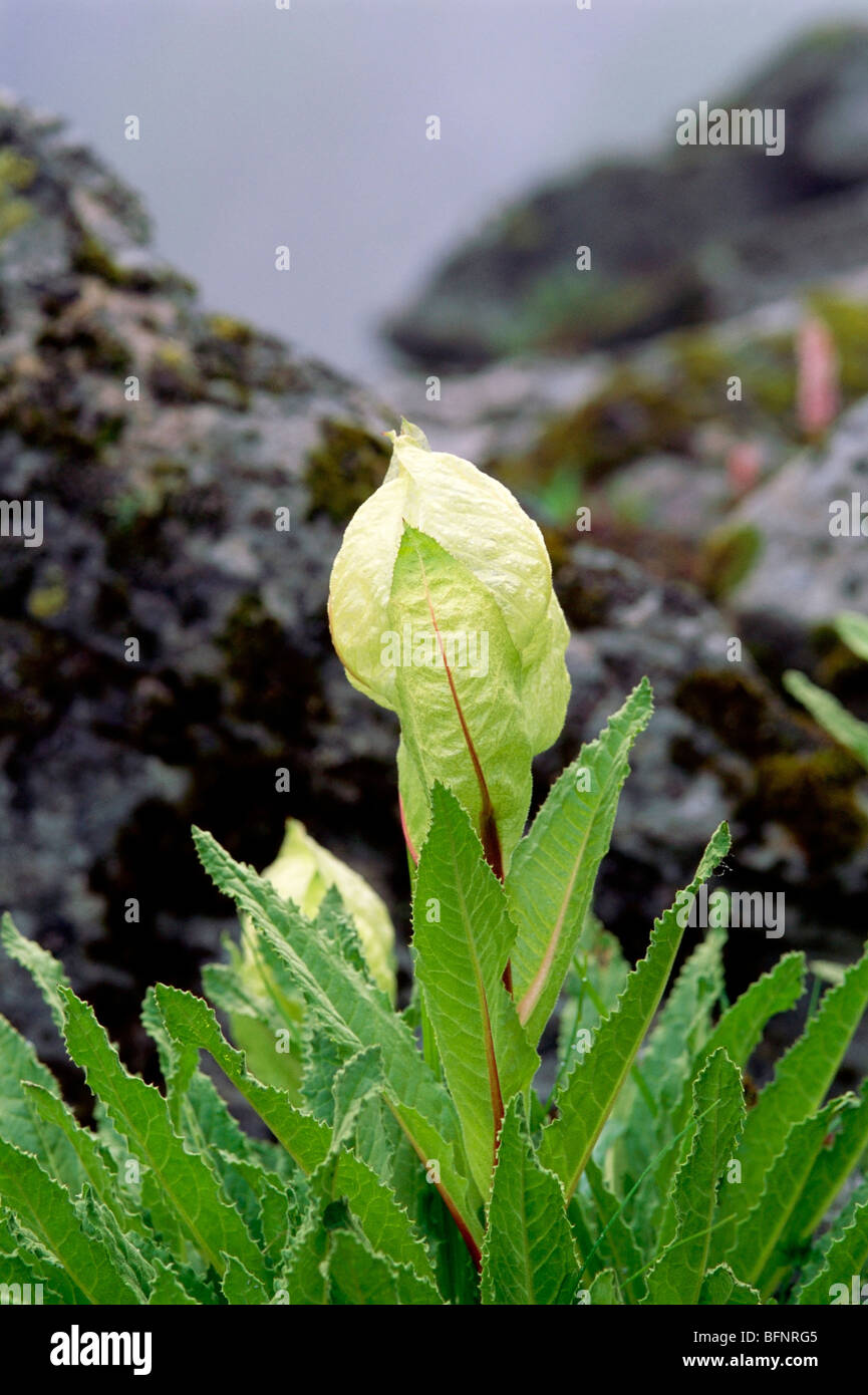 Brahma Kamal lotus flower ; valley of flowers ; Saussurea obvallata ; Hemkund ; Ghangaria ; Govindghat ; Joshimath ; Chamoli ; Uttarakhand ; India Stock Photo