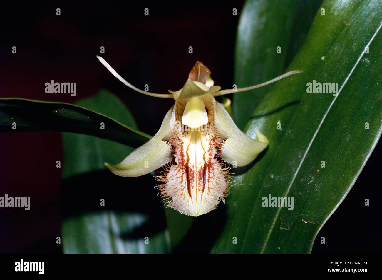 IKA 62975 : Orchid ; Indian cymbidium sp ; Arunachal Pradesh ; India Stock Photo