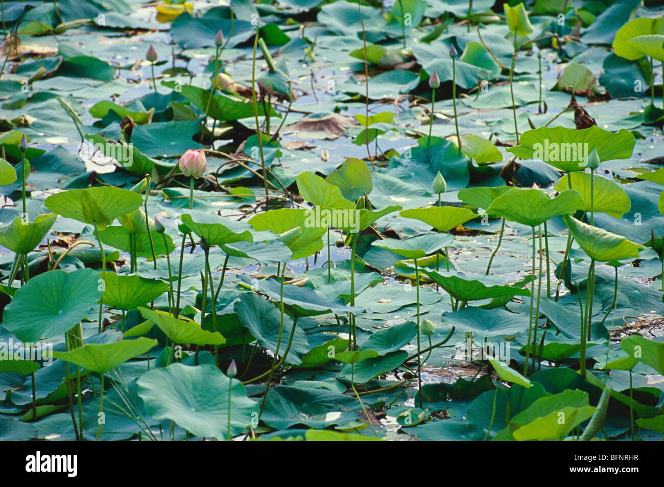 Lotus flower ; Nelumbo nucifera ; Indian lotus ; sacred lotus ; bean of