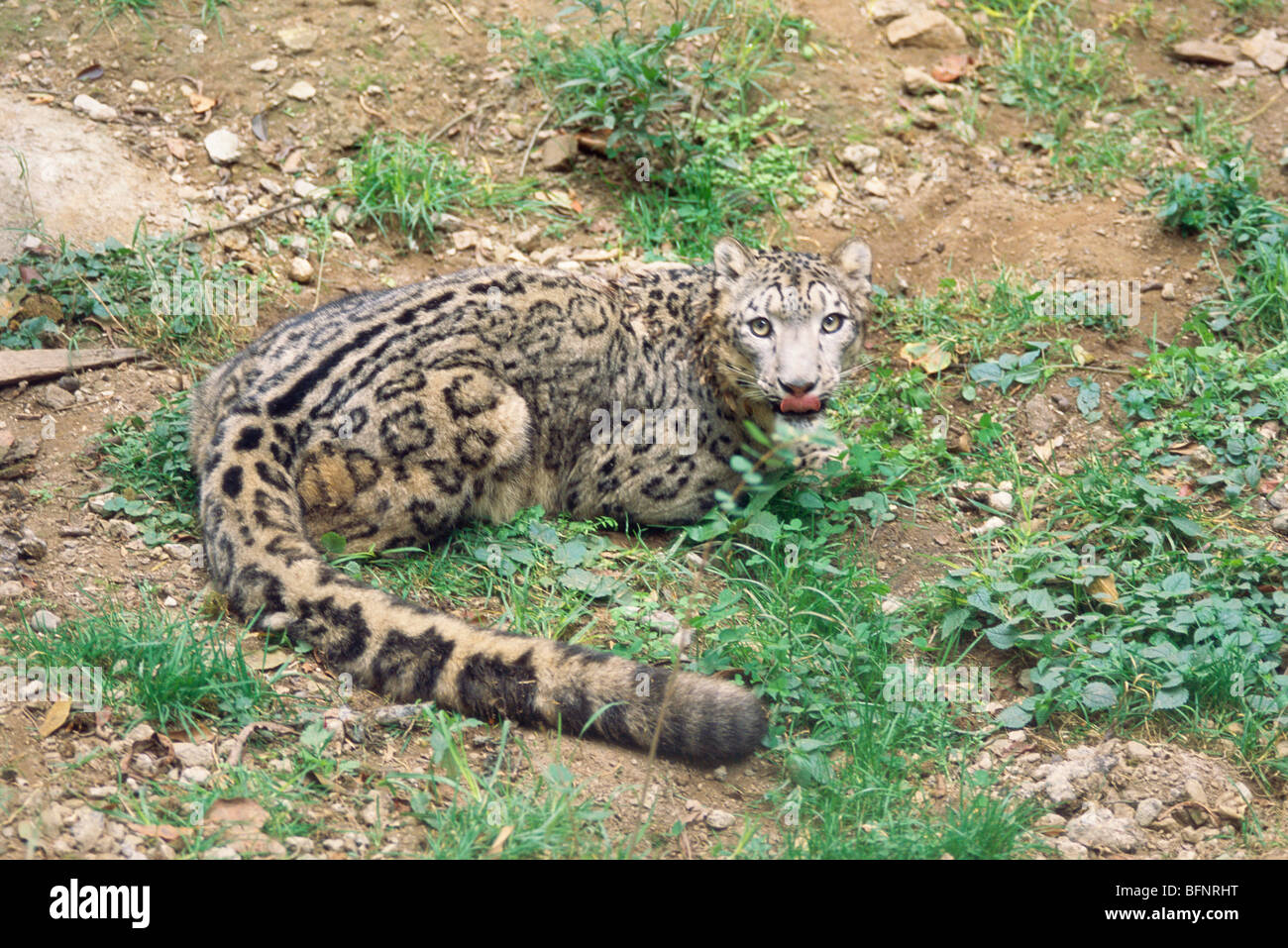 Snow Leopard tongue sticking out ; Padmaja Naidu Himalayan Zoological Park  ; Darjeeling zoo ; West Bengal ; India ; asia Stock Photo - Alamy