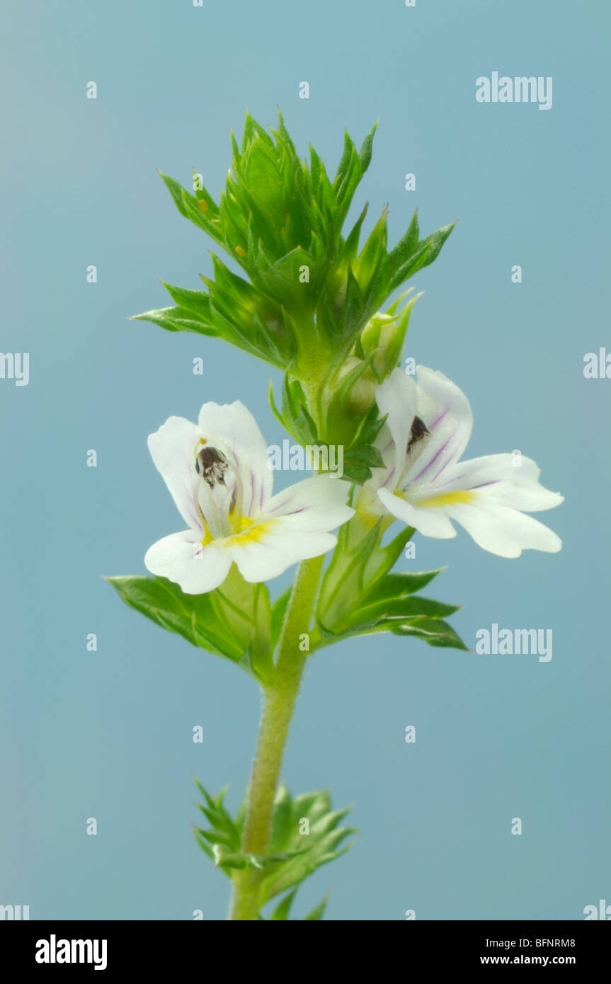 Eyebright (Euphrasia officinalis, Euphrasia rostkoviana), flowering stem, studio picture. Stock Photo