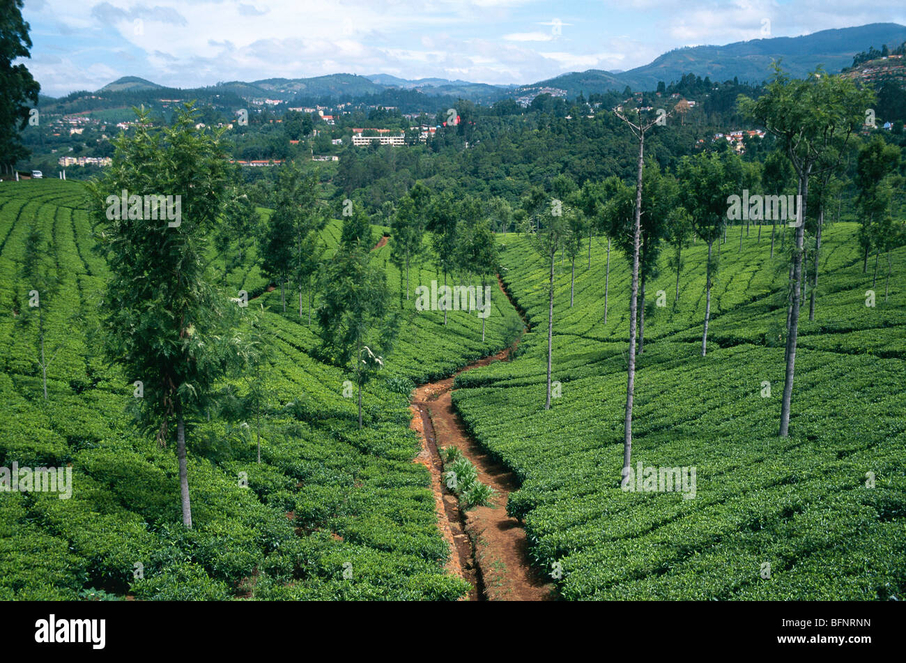 Tea Estate ; Coonoor ; Nilgiris ; Tamil Nadu ; India ; asia Stock Photo