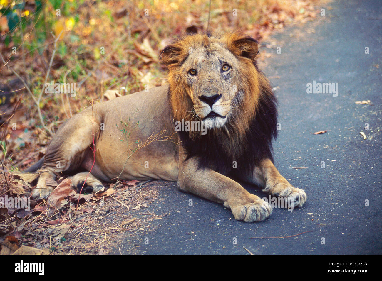 Lion sitting resting ; Sanjay Gandhi National Park ; Borivali ; Bombay ;  Mumbai ; Maharashtra ; India ; asia Stock Photo - Alamy