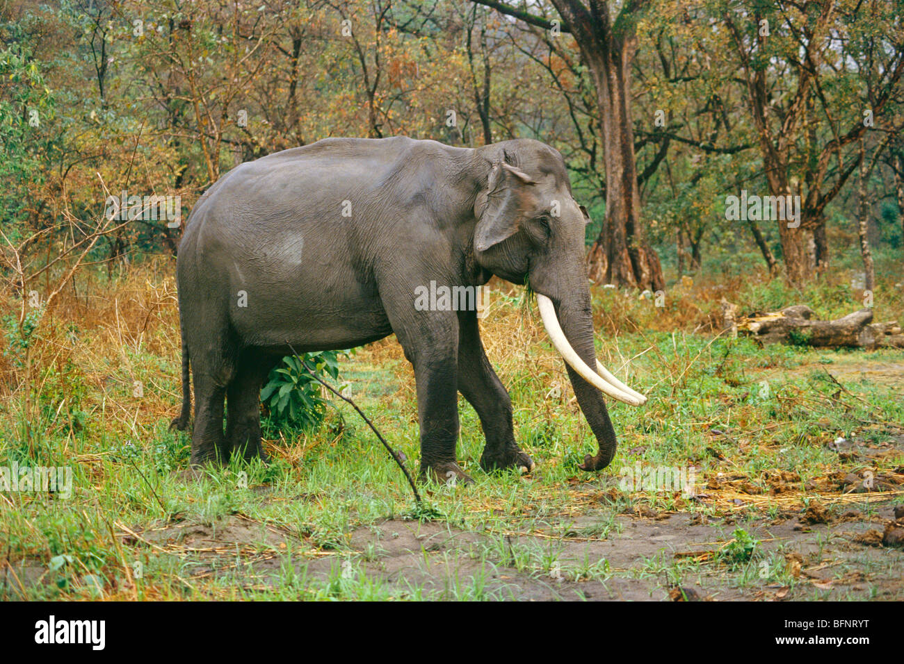 Elephant tusker ; Manas National Park ; Manas Wildlife Sanctuary ; Guwahati  ; Assam ; India ; Asia Stock Photo - Alamy