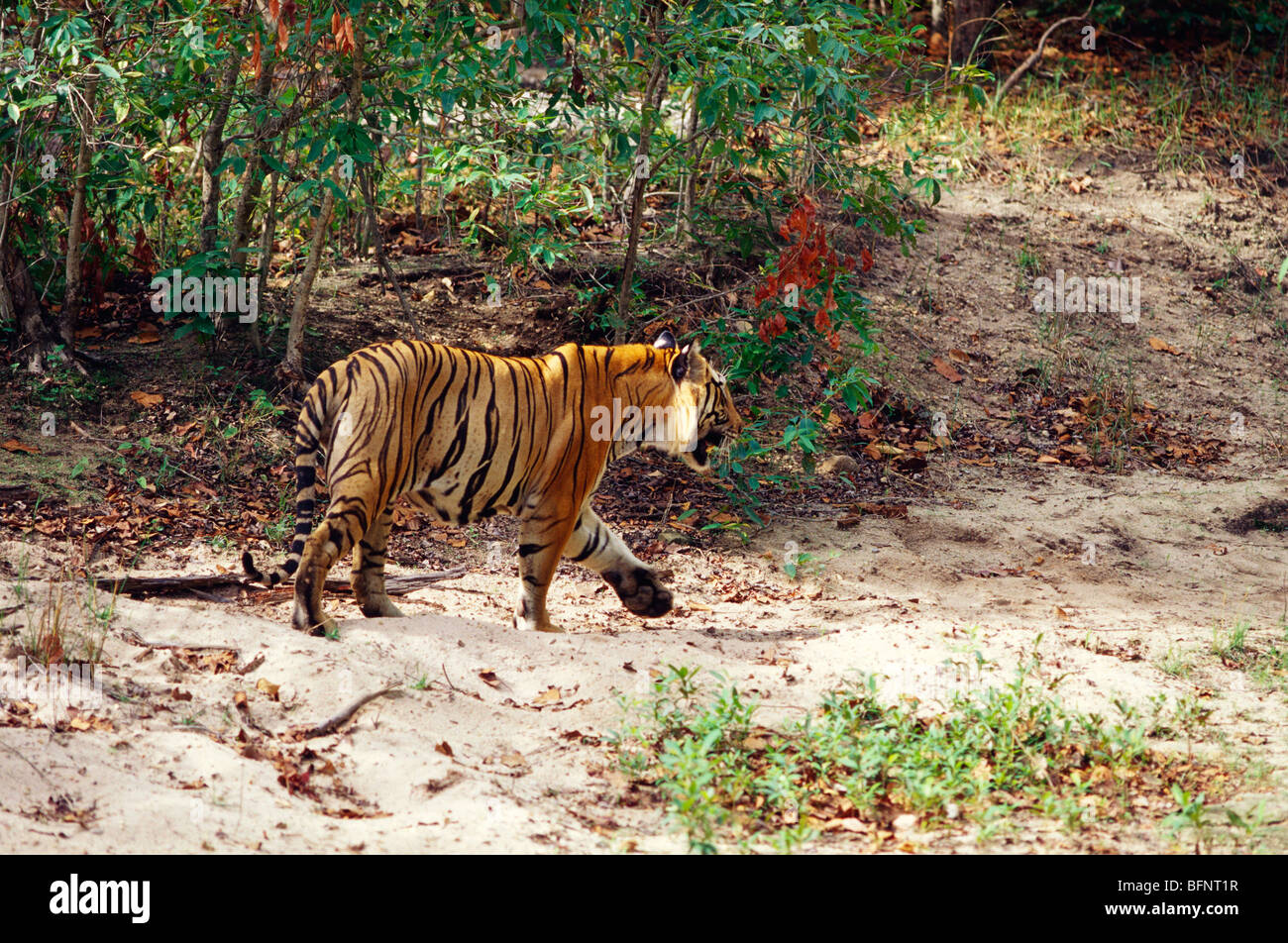 Tiger searching prey ; Bandhavgarh National Park ; Bandhavgadh Wildlife  Sanctury ; Tala ; Umaria ; Madhya Pradesh ; India ; Asia Stock Photo - Alamy