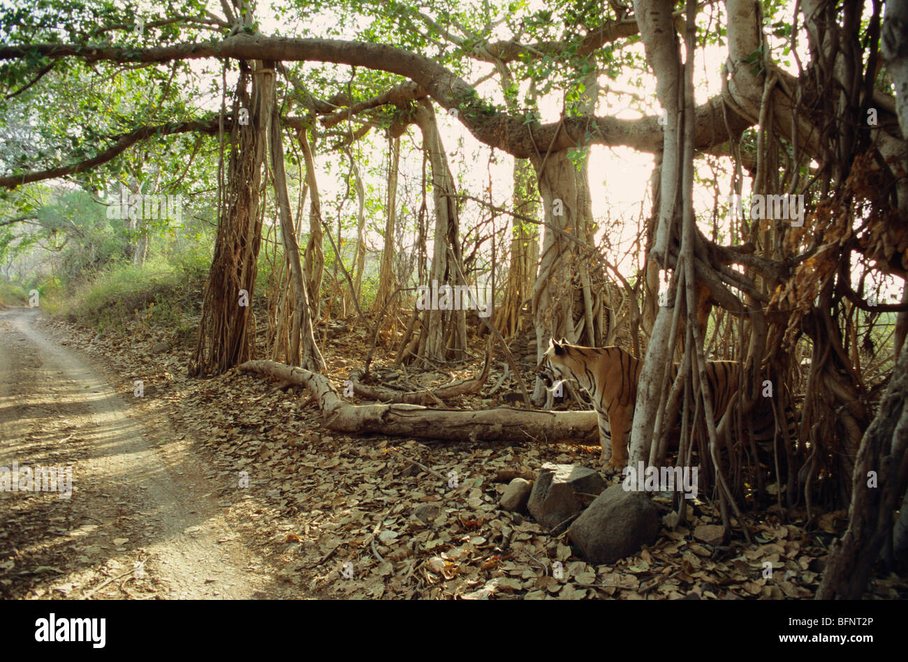 ADI 60659 : Tiger panthera tigris below banyan tree ; Ranthambore wildlife sanctuary ; Rajasthan ; India Stock Photo