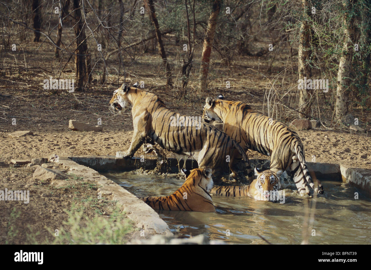 Four tigers in waterhole ; Ranthambore National Park ; Ranthambhore Wildlife  Sanctuary ; ‎Sawai Madhopur ; Rajasthan ; India ; Asia Stock Photo - Alamy