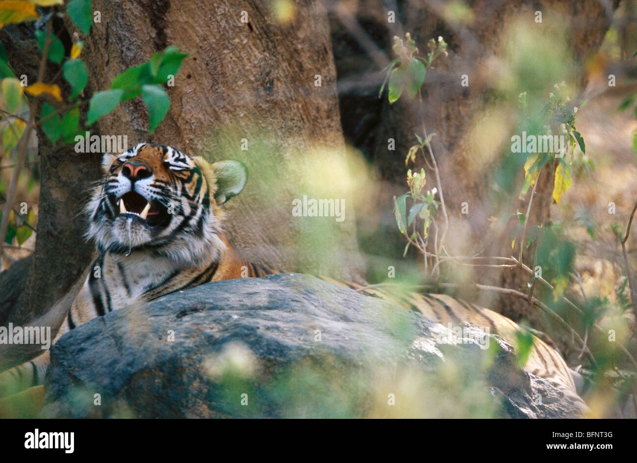 Tiger sleeping ; Ranthambore National Park ; Ranthambhore Wildlife Sanctuary ; Sawai Madhopur ; Rajasthan ; India ; Asia Stock Photo - Alamy Tiger sleeping ; Ranthambore National Park ; Ranthambhore Wildlife Sanctuary ; Sawai Madhopur ; Rajasthan ; India ; Asia Stock Photo - Alamy