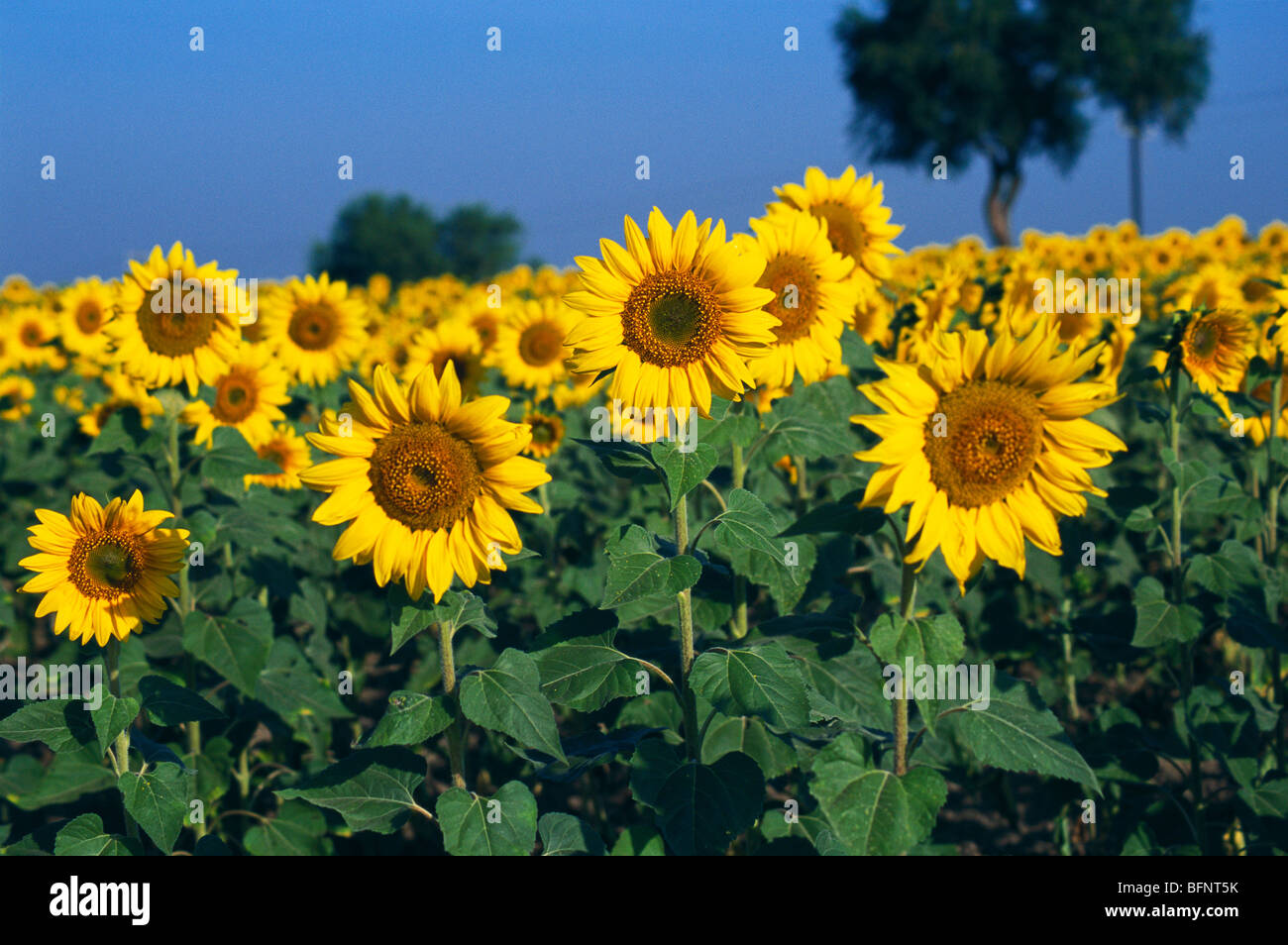 Sunflowers crop field ; pune ; maharashtra ; india ; asia Stock Photo