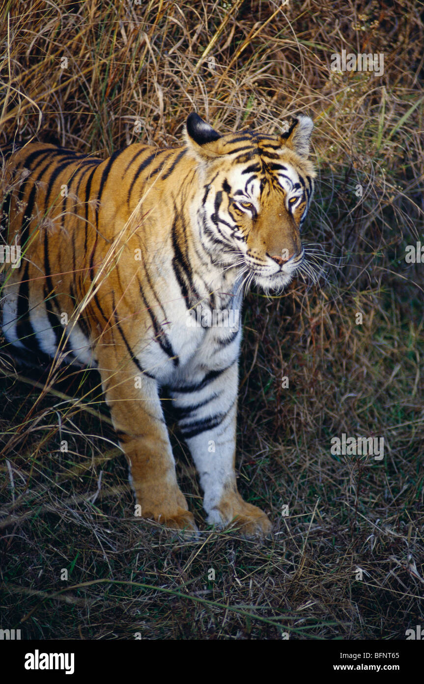 Tiger waiting ; Bandhavgarh national park ; Tala ; Umaria ; Madhya Pradesh  ; India ; asia Stock Photo - Alamy