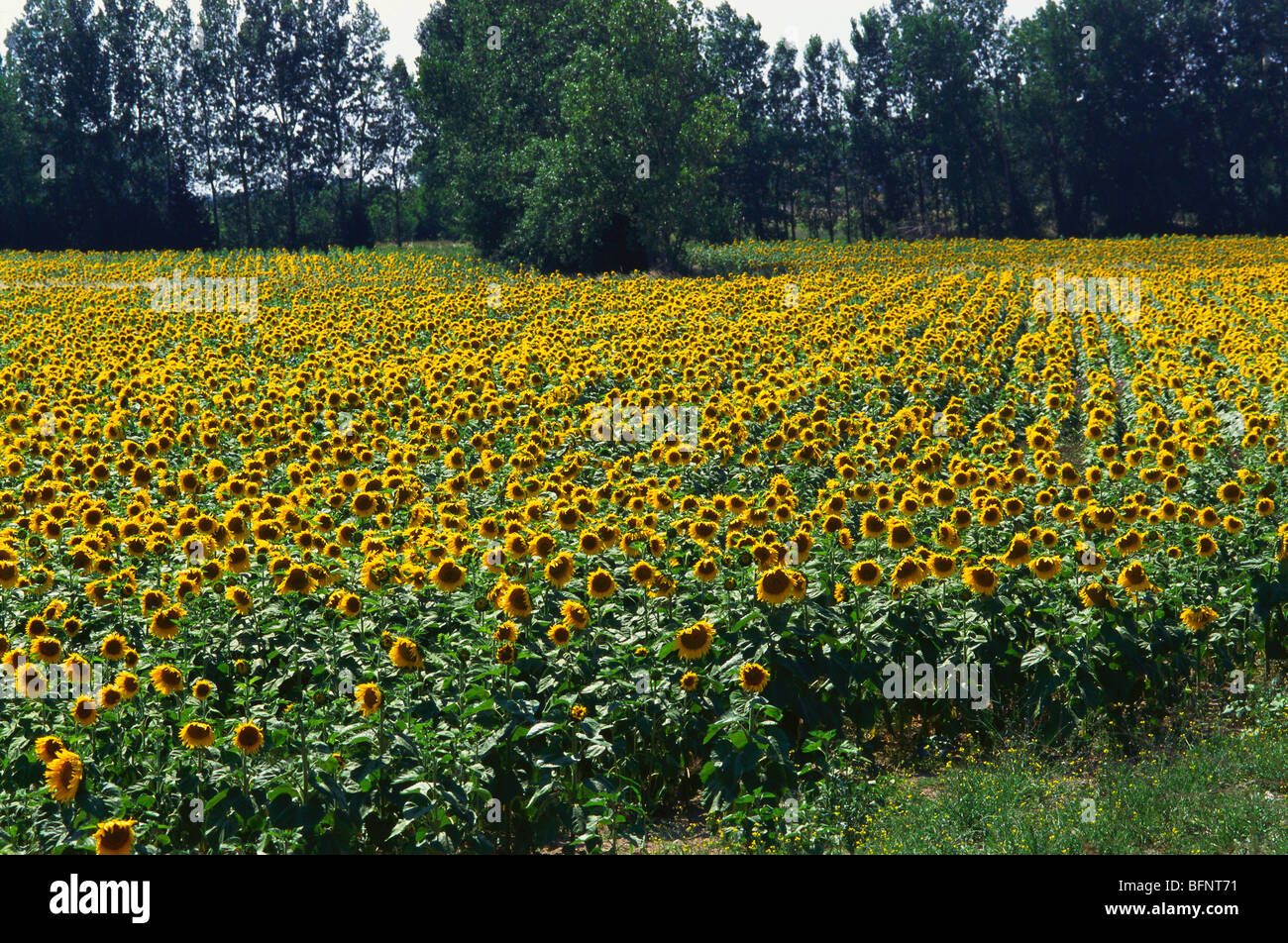 Sunflower crop field ; pune ; maharashtra ; india ; asia Stock Photo