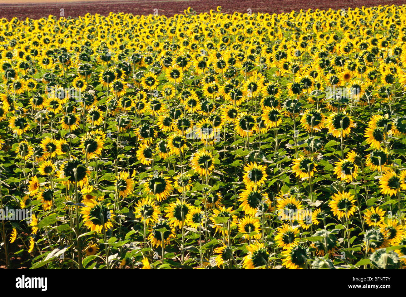 Sunflower crop fields ; Bhuj ; Kachchh ; Gujarat ; India ; asia Stock