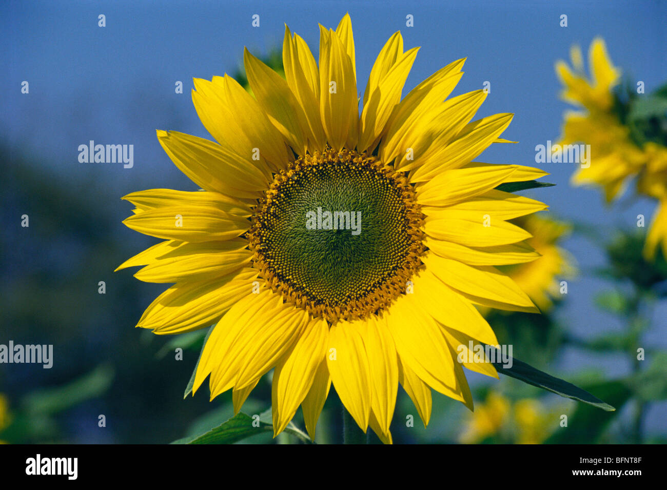 Sunflower crop ; pune ; maharashtra ; india ; asia Stock Photo Alamy