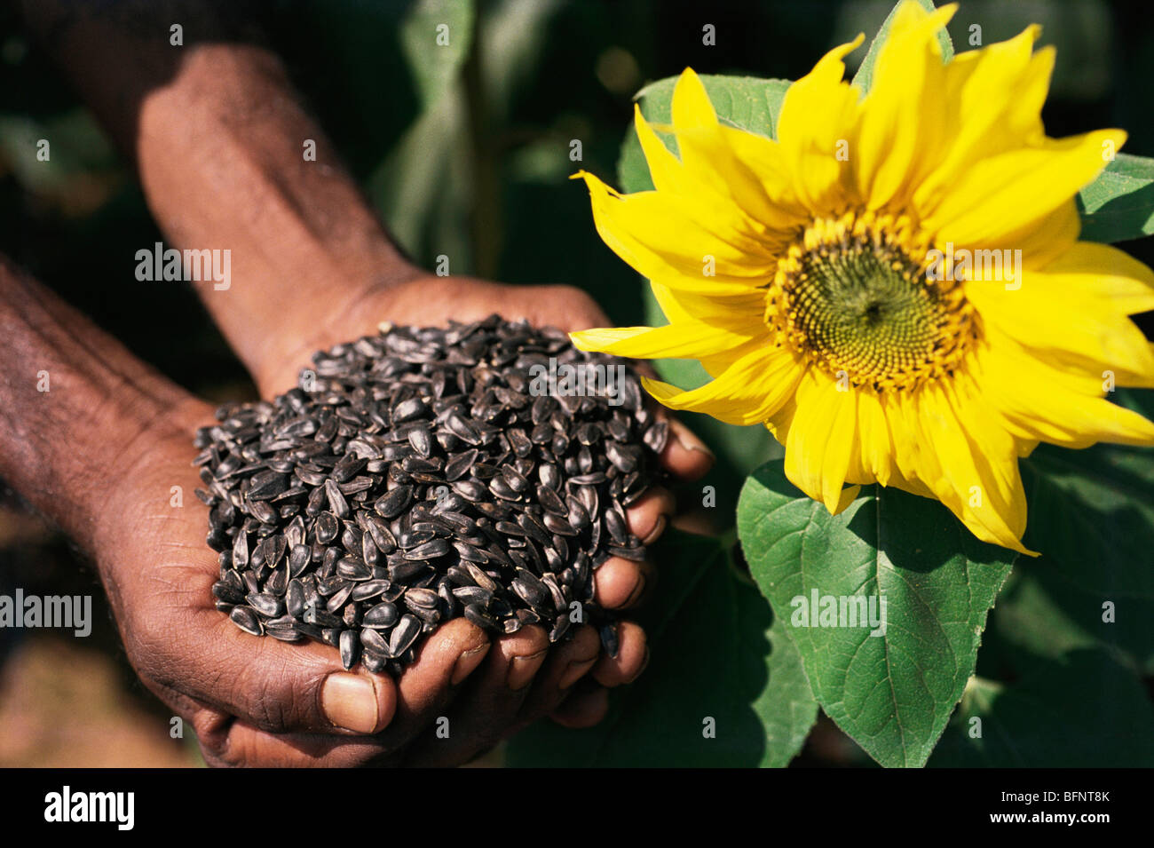 Sunflower and seeds ; pune ; maharashtra ; india ; asia Stock Photo Alamy