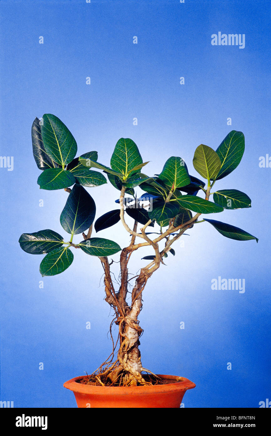 Banyan tree bonsai plant ; ficus bengalensis ; in pot ; on blue background  Stock Photo - Alamy