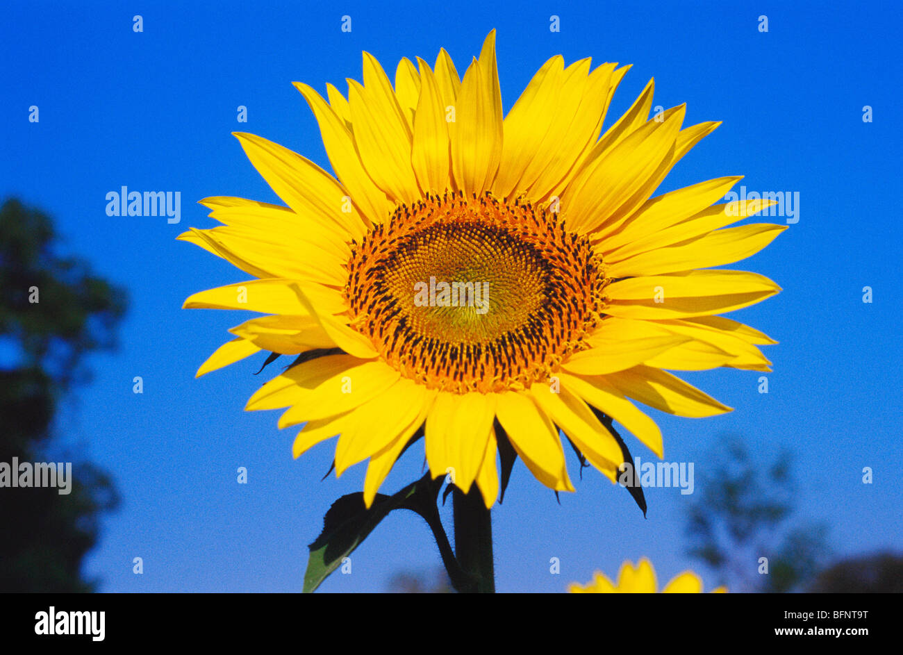 Sunflower crop ; pune ; maharashtra ; india ; asia Stock Photo Alamy