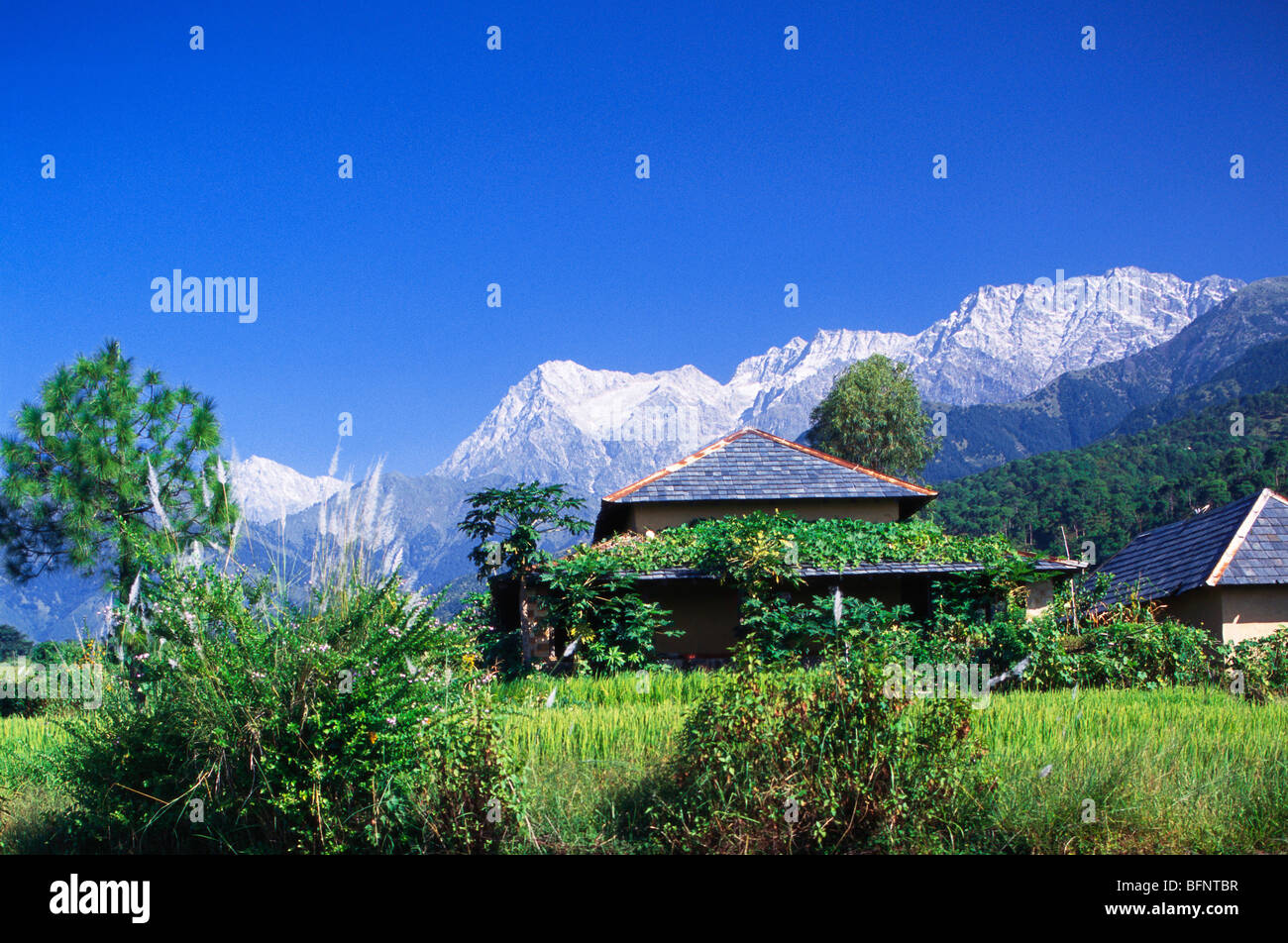 Palampur Hill Station , Kangra Valley , Himachal Pradesh , India , Asia ,  Asian , Indian Stock Photo - Alamy