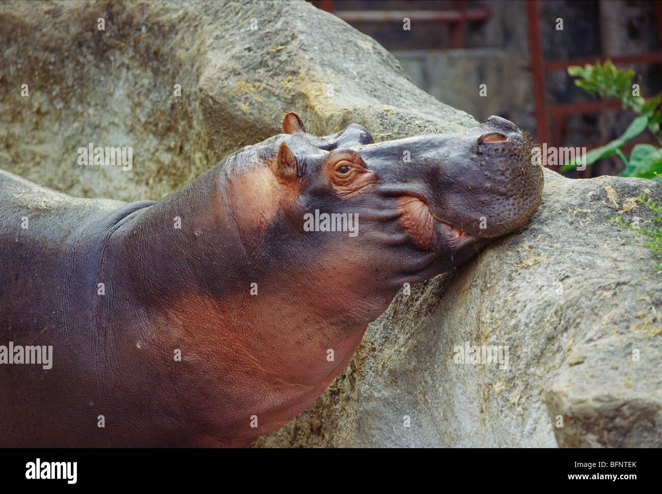 Hippopotamus ; Nehru Zoological Park ; Hyderabad ; Andhra Pradesh ; India ;  asia Stock Photo - Alamy