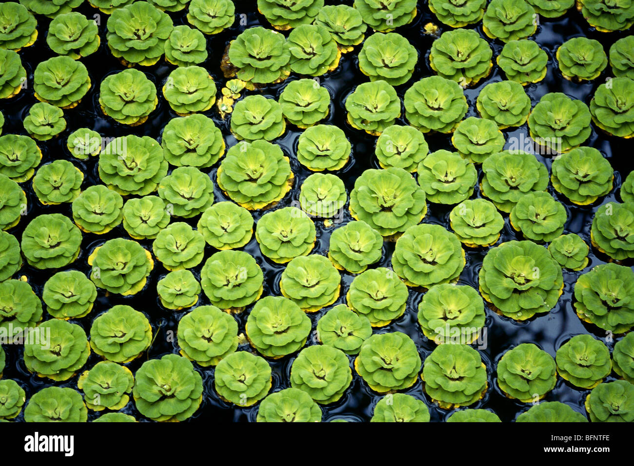 water cabbage ; water lettuce ; shellflower ; pistia stratiotes Stock