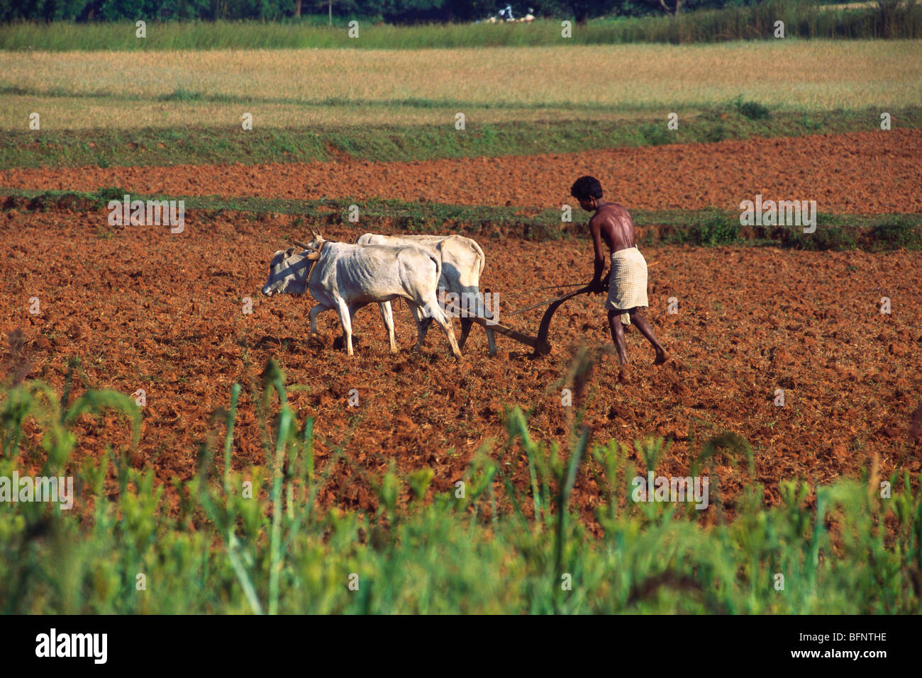 Farmer ploughing field using oxen ; Orissa ; India - hma 60703 Stock ...