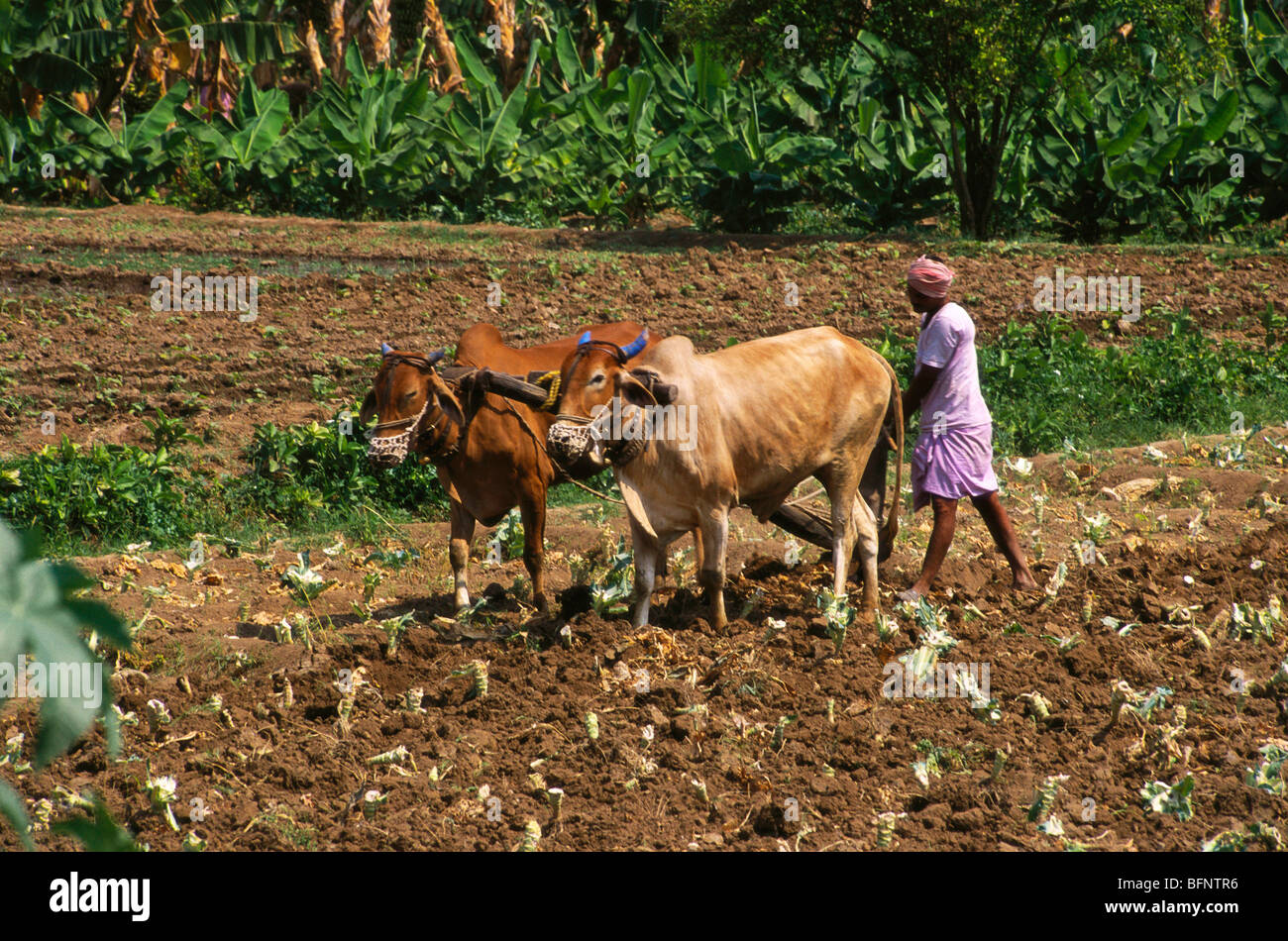 Ploughing with oxen hi-res stock photography and images - Alamy