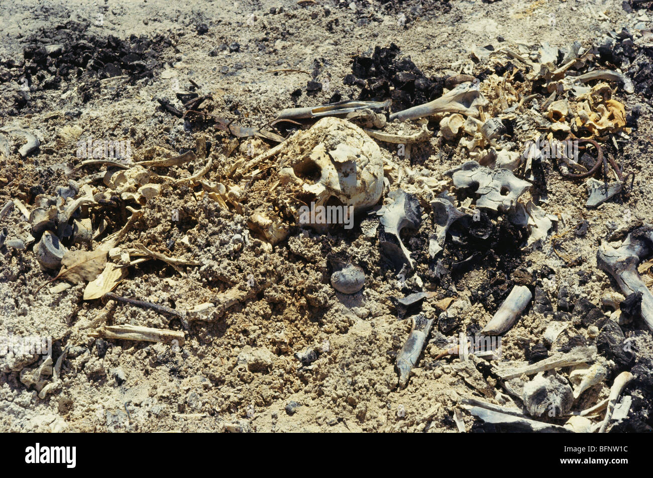 VPA 60740 : Victims skull and bones in earthquake 1993 ; Maharashtra ; India Stock Photo