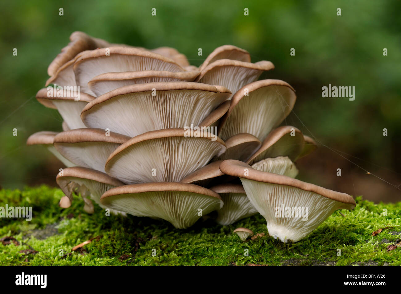 Oyster Mushroom (Pleurotus ostreatus). Fruiting body on moss-covered Beech trunk. Stock Photo