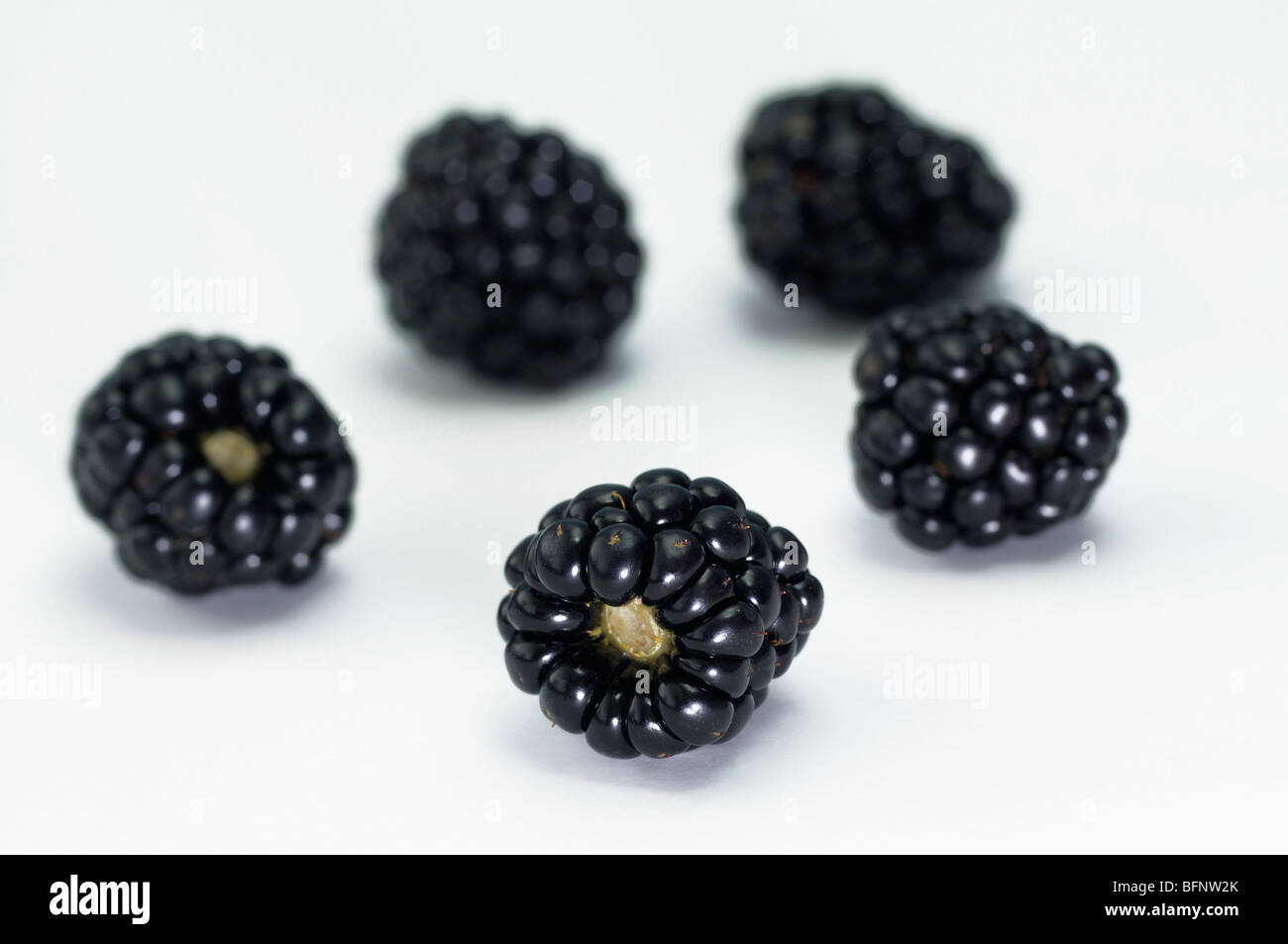 Blackberry, Bramble (Rubus fruticosus), five berries, studio picture. Stock Photo