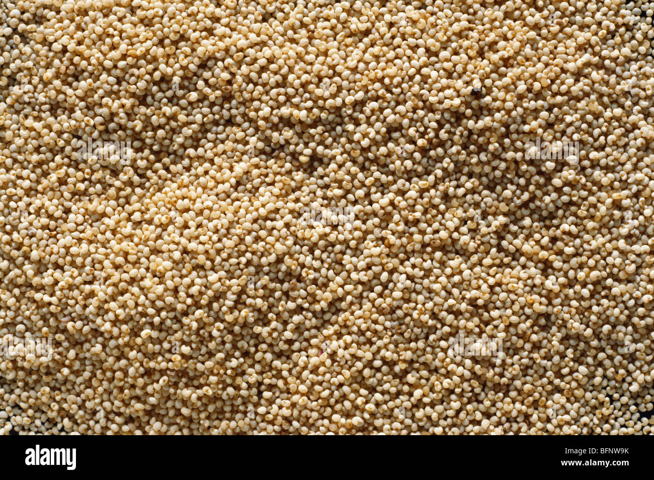 AAD 61610 Indian spices ; poppy seeds khus khus ; India Stock Photo