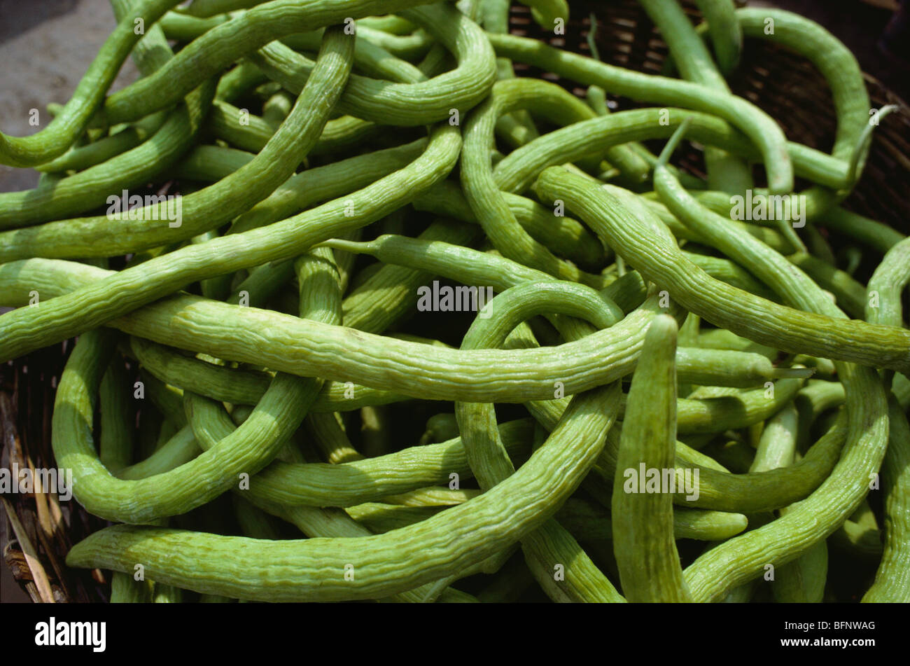 Cucumber kakdi vegetable Stock Photo 26911096 Alamy