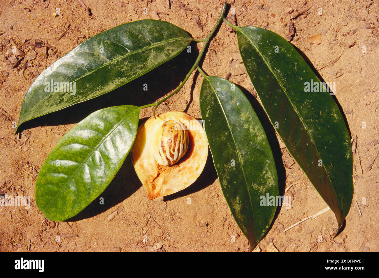Nutmeg mace Javitri Jaiphal with leaf Stock Photo Alamy
