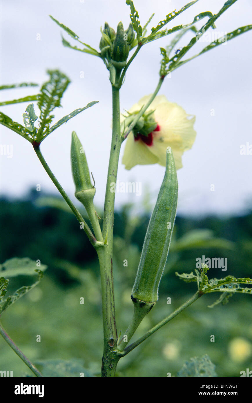 lady's finger ; okra ; bhindi plant and flower ; Kudal ; Maharashtra