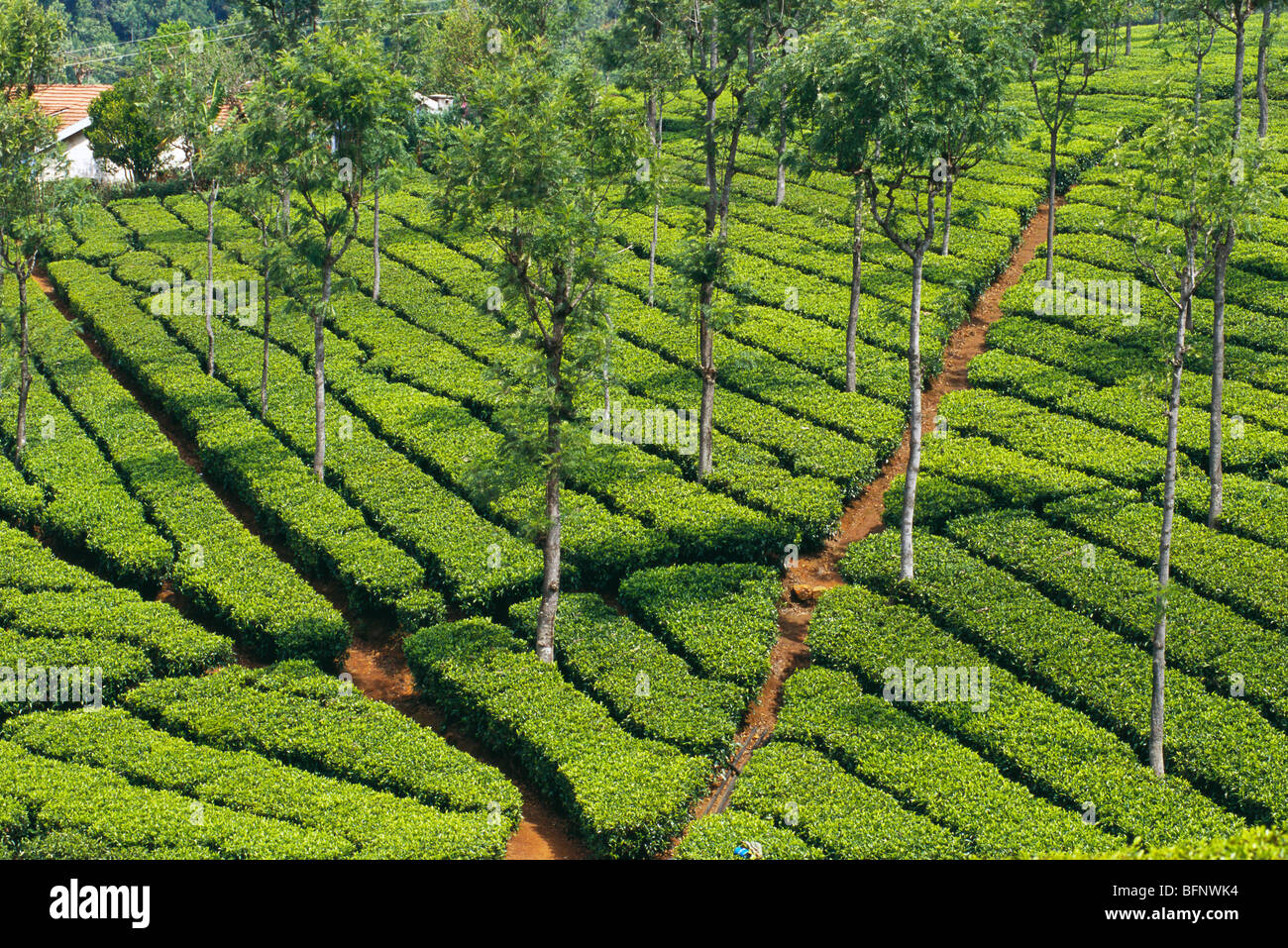 NGS 61627 Tea garden ; Kotagiri ; Tamil Nadu ; India Stock Photo Alamy