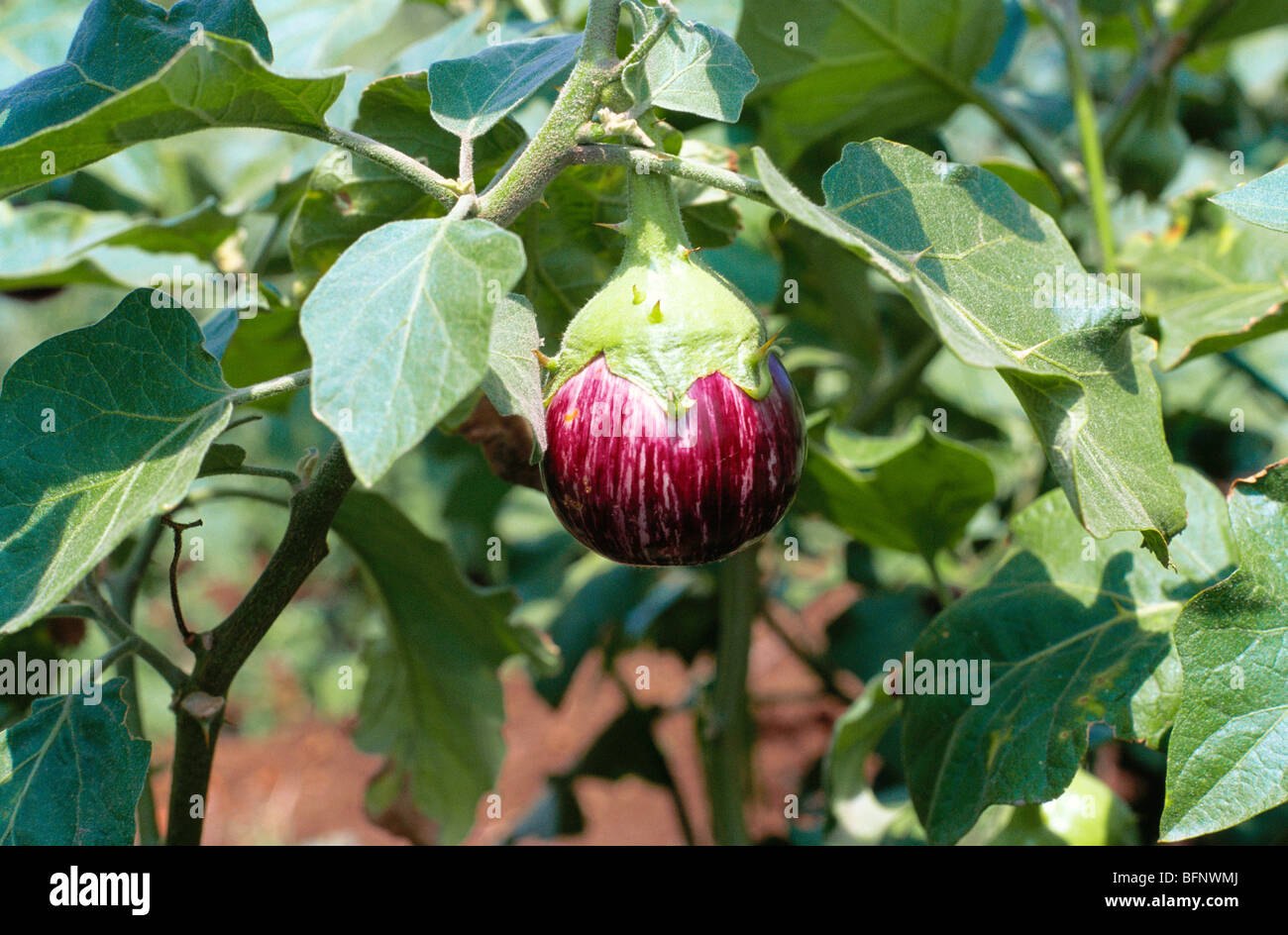 aubergine field ; brinjal ; eggplant ; Talegaon ; Pune ; Maharashtra