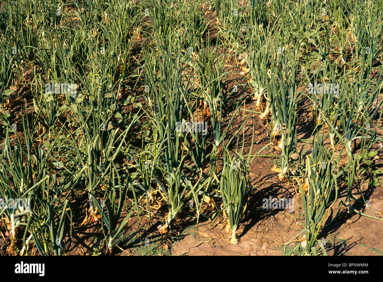 onion plant field ; Pune ; Maharashtra ; India ; asia Stock Photo Alamy