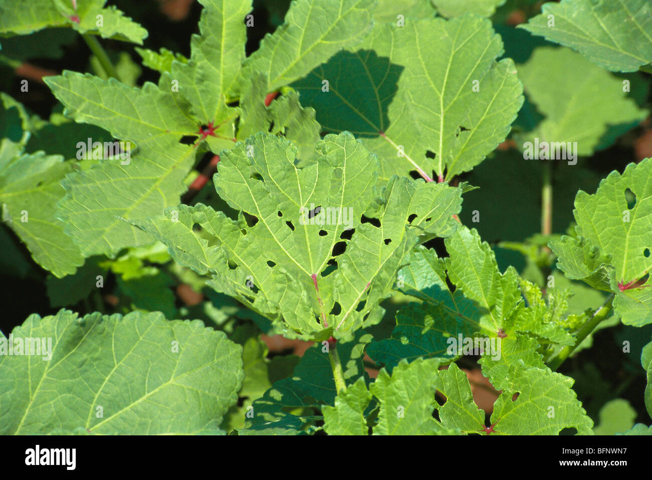 Indian crops eaten hi-res stock photography and images - Alamy
