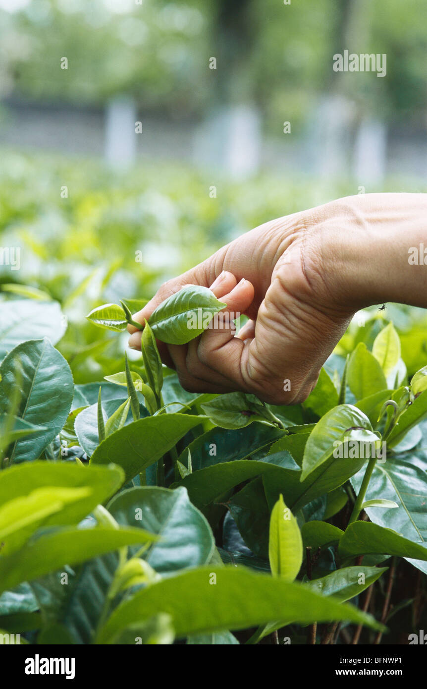 Hand plucking tea leaf in garden ; Dibrugarh ; Assam ; India Stock Photo