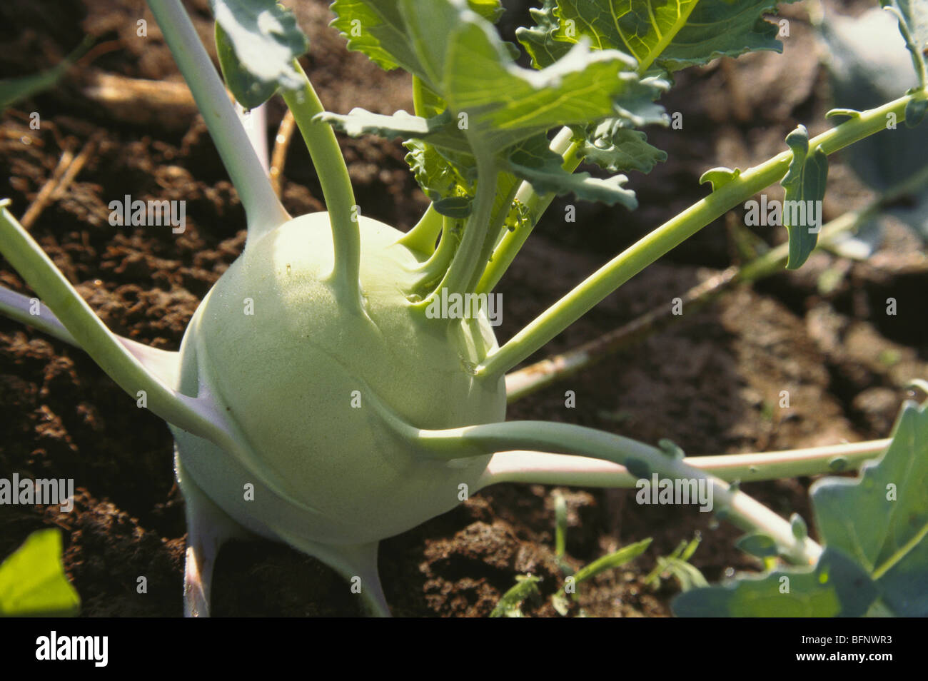 turnip growing in field ; India ; asia Stock Photo Alamy