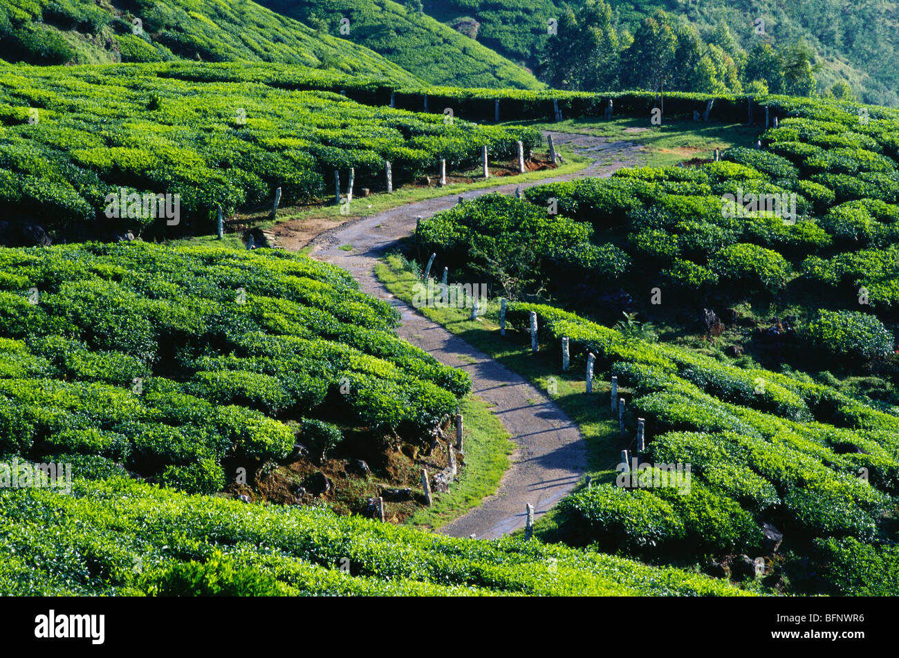 tea garden ; Munnar ; Kerala ; India ; asia Stock Photo - Alamy