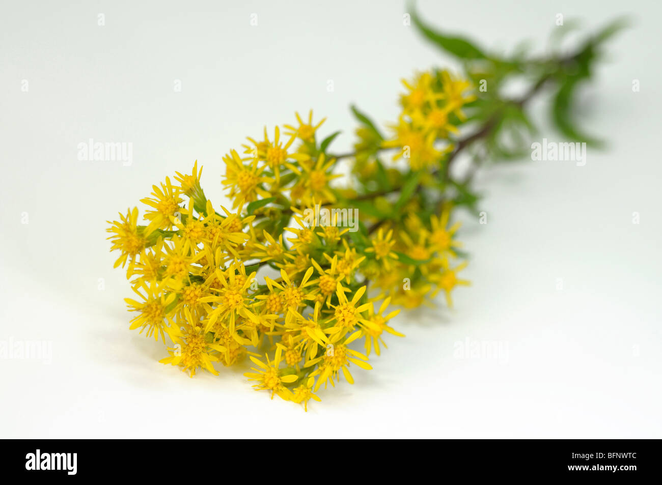 European Goldenrod (Solidago virgaurea), flowering stem, studio picture. Stock Photo
