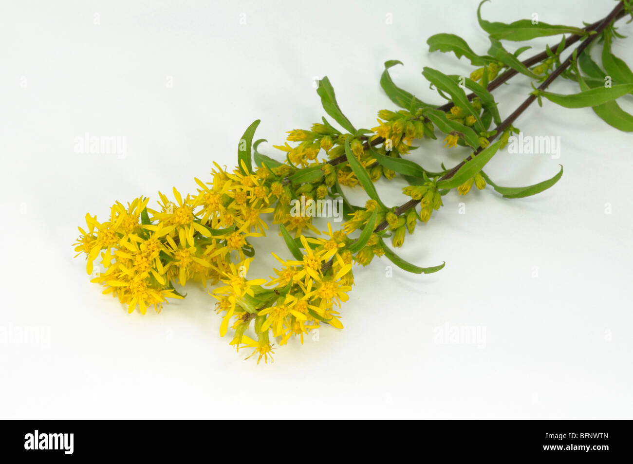 European Goldenrod (Solidago virgaurea), flowering stem, studio picture. Stock Photo
