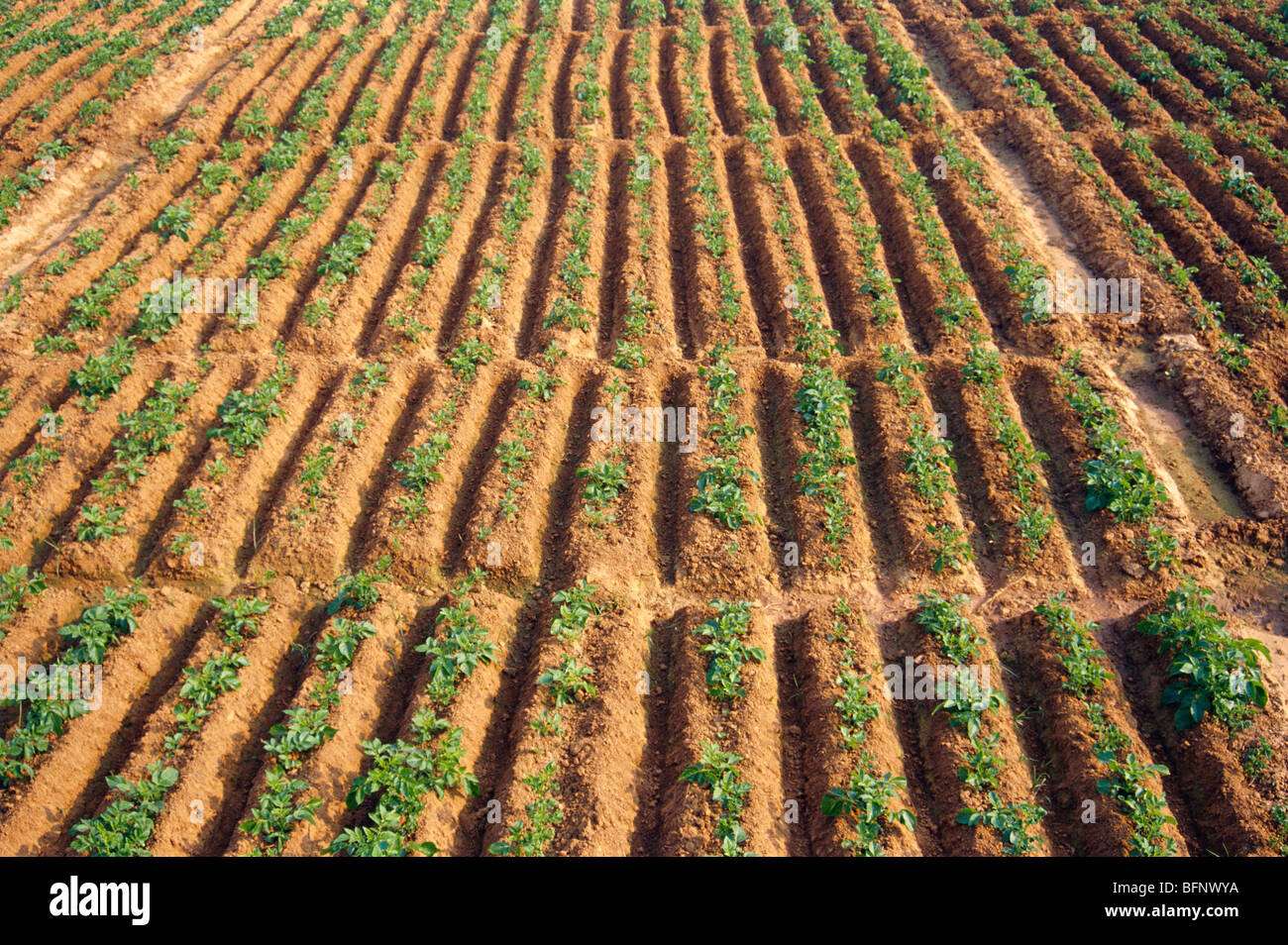 potato cultivation ; India ; Asia Stock Photo - Alamy