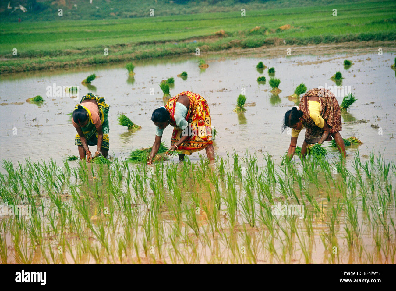 Lady planting rice in paddy field ; west bengal ; India ; asia Stock