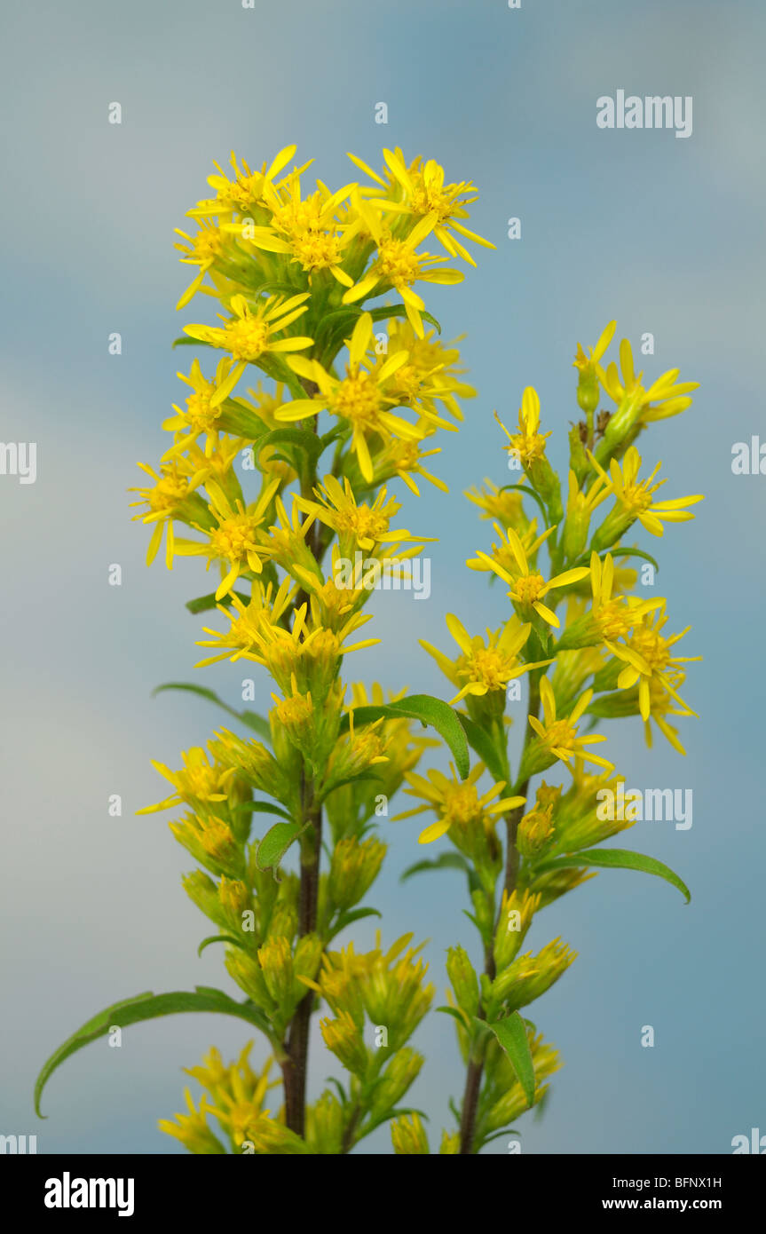 European Goldenrod (Solidago virgaurea), flowering stems. Stock Photo