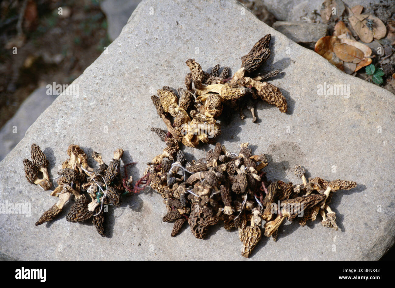 Dried vegetables ; Himachal Pradesh ; India ; asia Stock Photo Alamy