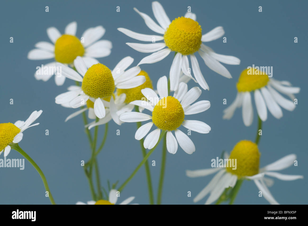 Chamomile, German Chamomile (Matricaria Chamomilla, Matricaria Recutita ...