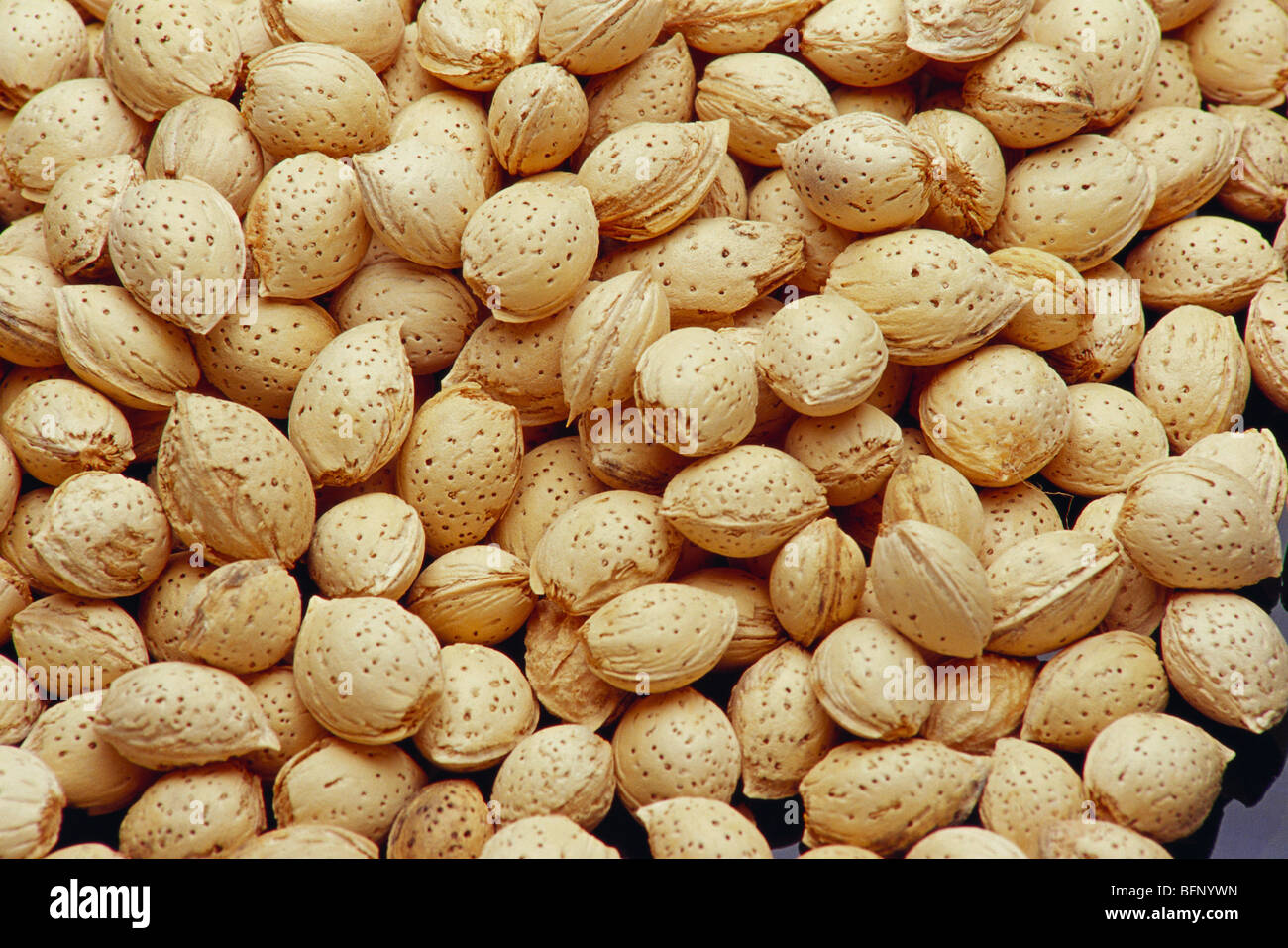 Almonds with shell ; Punjab ; India ; asia Stock Photo Alamy
