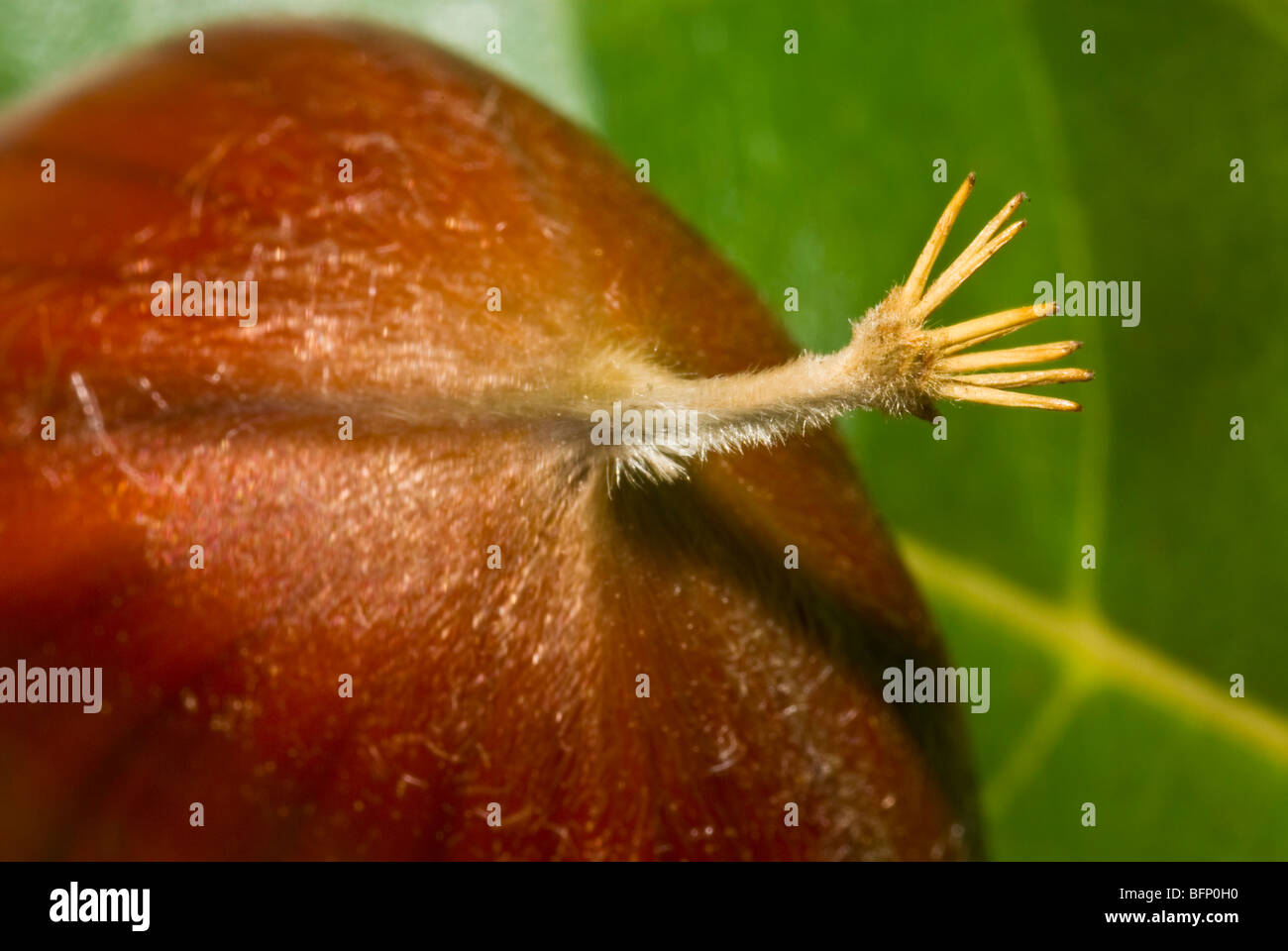 A fine layer of hairs cover the surface of a chestnut in it's pod. Stock Photo